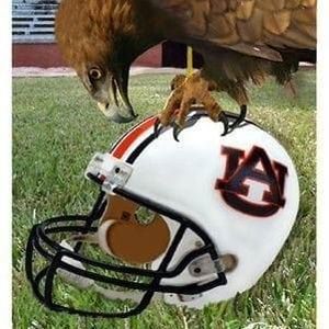 Meet your Posher, Shane